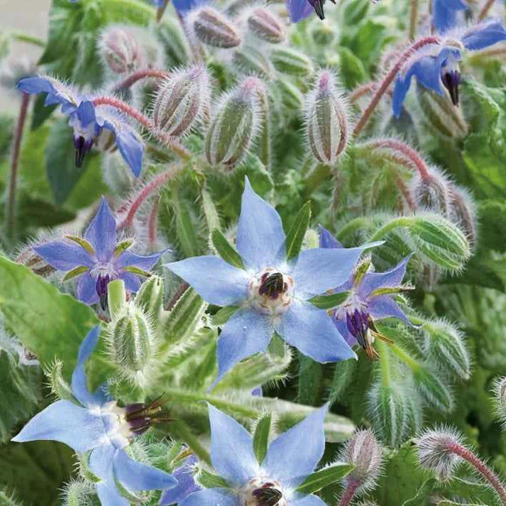 Borretsch Blau Bio