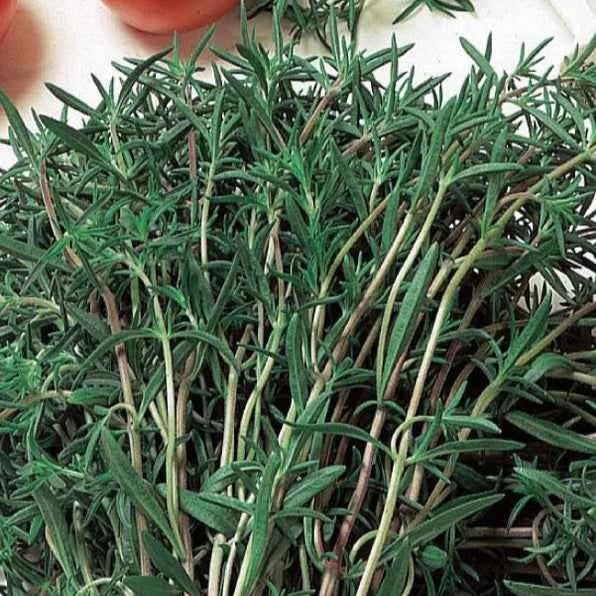 Gewöhnliches Bohnenkraut Bio
