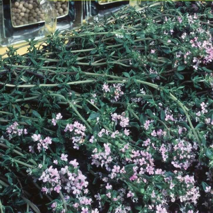 Winterthymian Bio