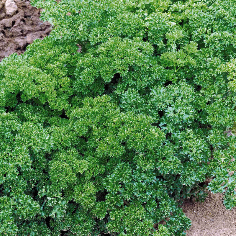 Krause Petersilie Dunkelgrün Bio