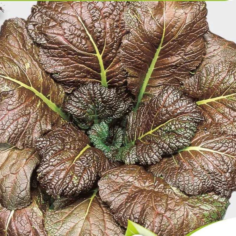 Roter Blattsenf Red Giant Bio