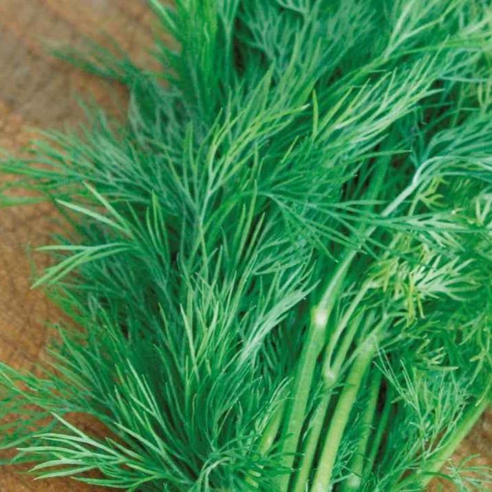 Dill Bouquet Bio