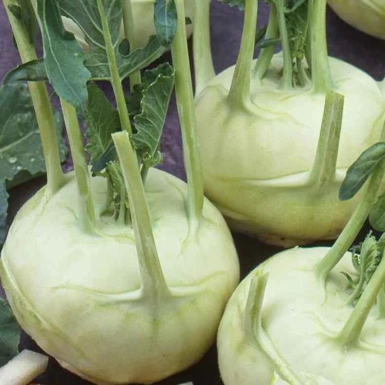 Weißer Kohlrabi Lanro Bio