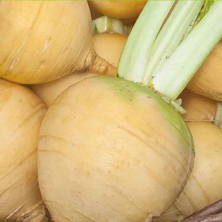 Kohlrabi Goldana Bio