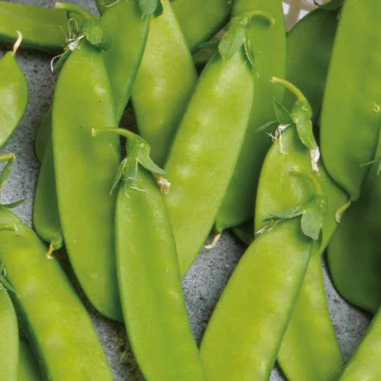 Zuckererbse Norli Bio