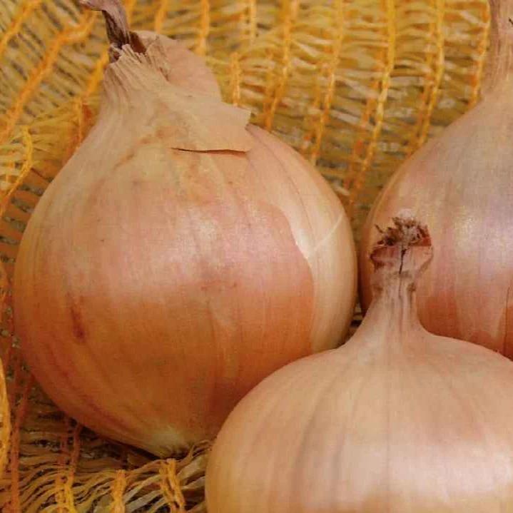 Gelbe Zwiebel Sturon Bio