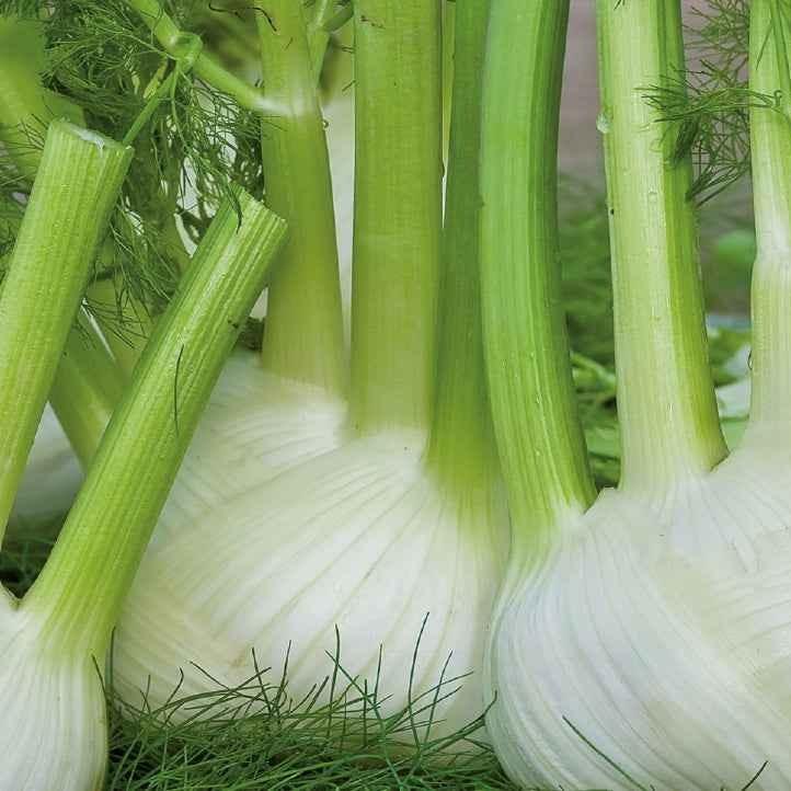 Süßer Fenchel Finale Bio