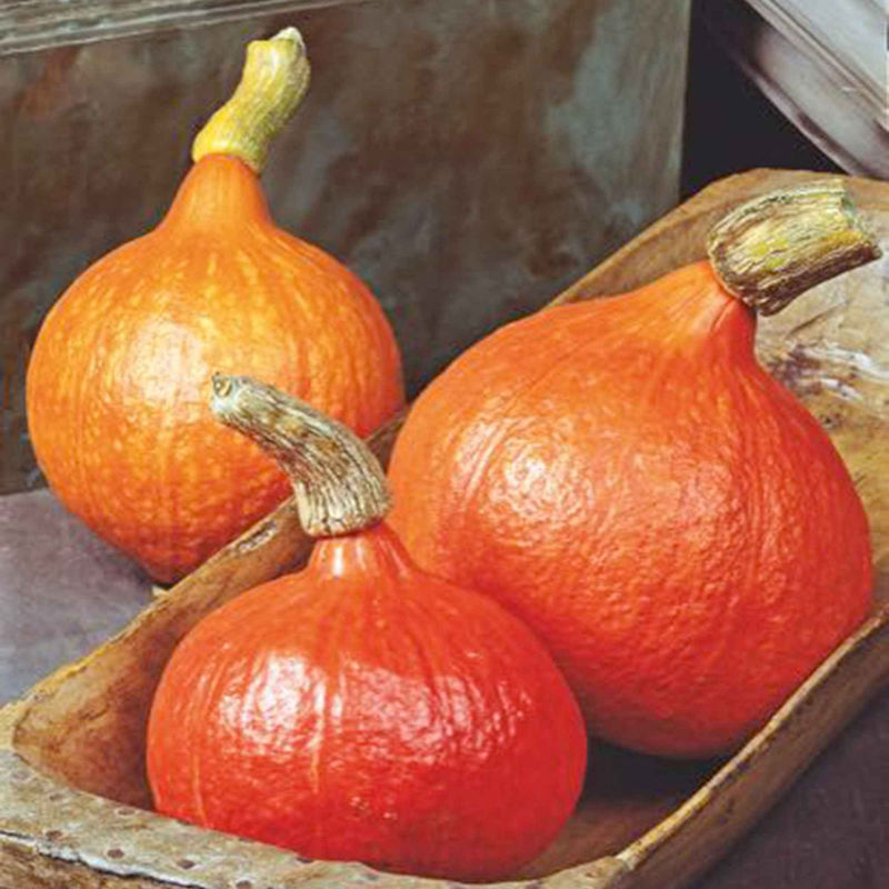 Kürbis 'Uchiki Kuri'