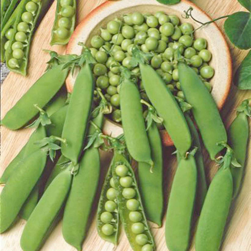 Erbse 'Karina'