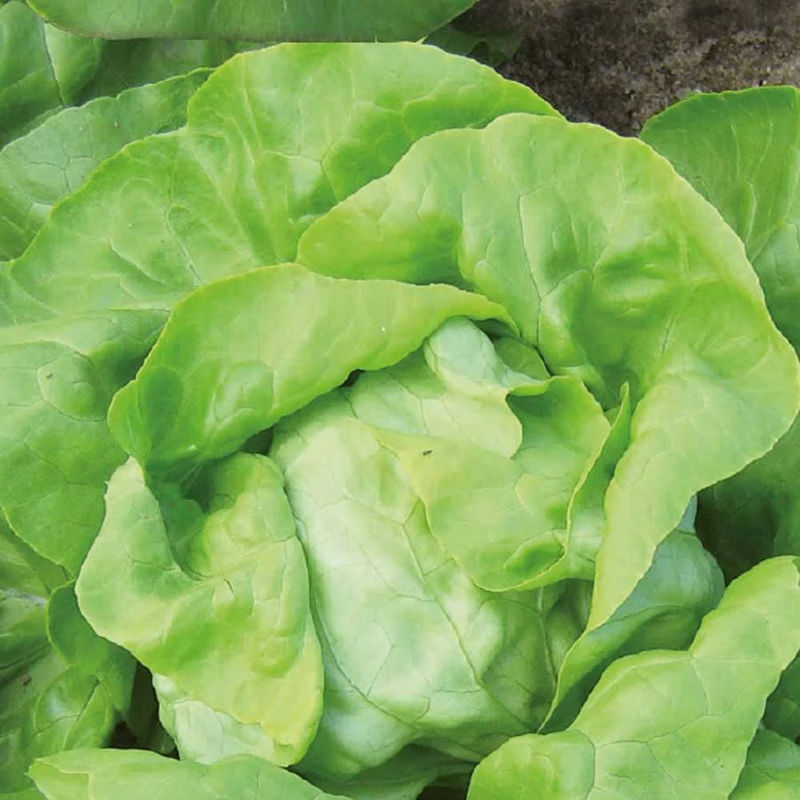 Kopfsalat Matilda Bio