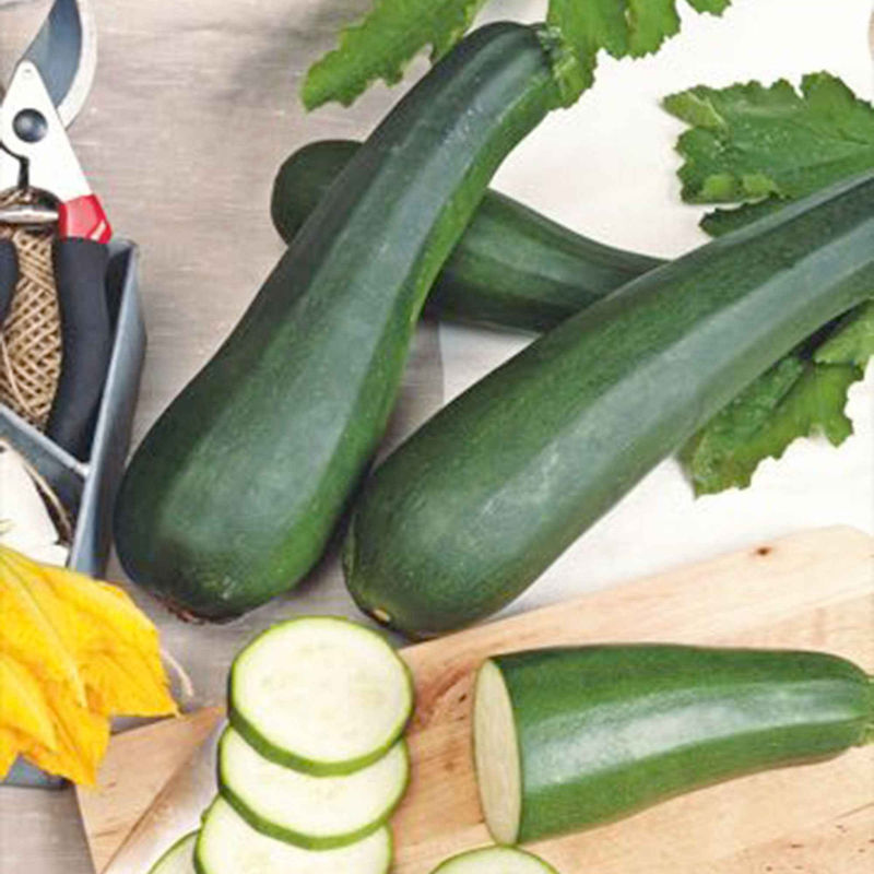 Zucchini 'Partenon F1'