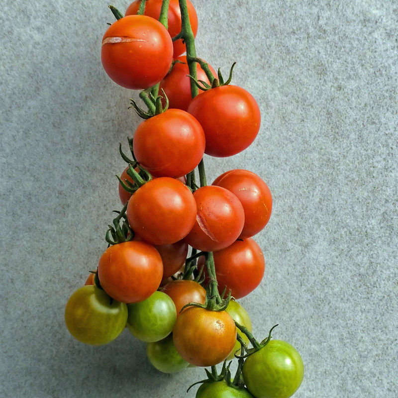 BIO-Kirschtomate