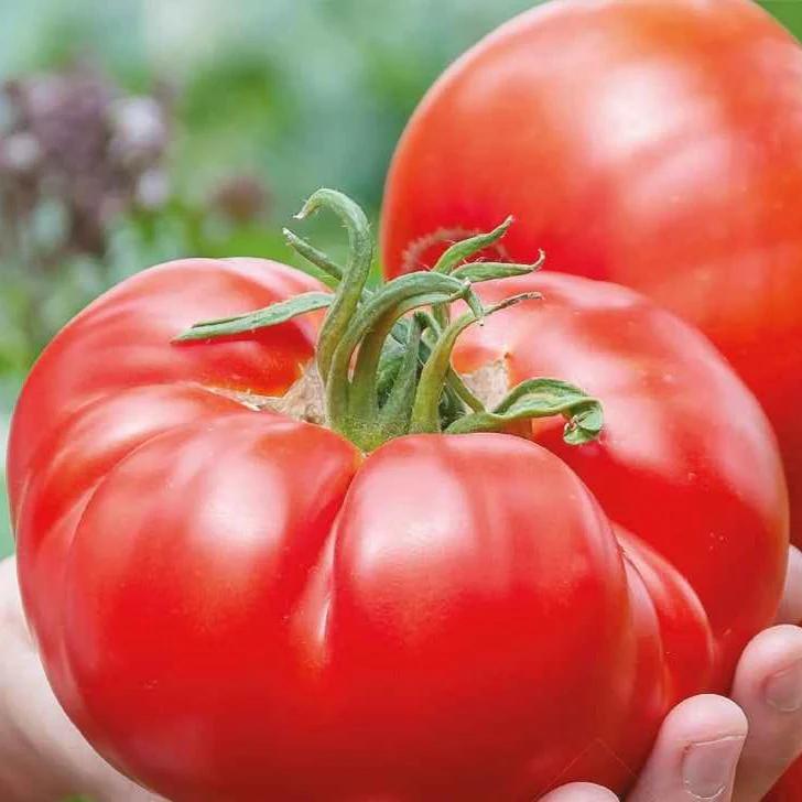 Fleischtomate Country Taste F1 Bio