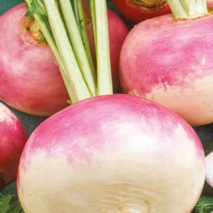 Mairübchen Di Milano Bio