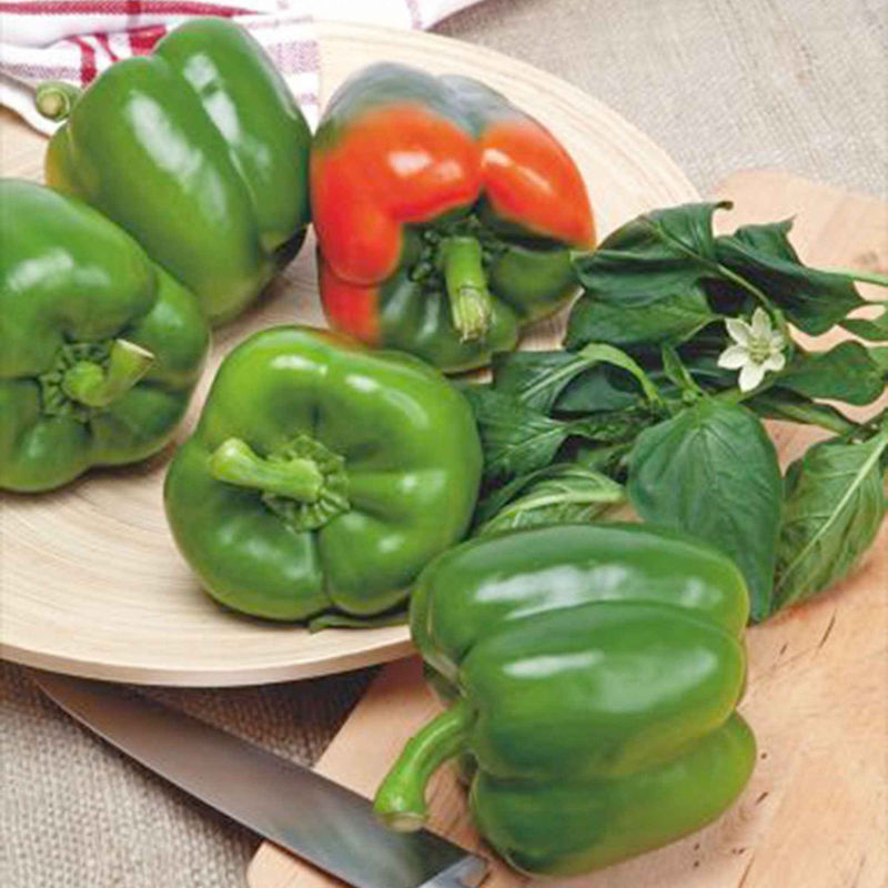 Paprika Capsicum 'California Wonder'