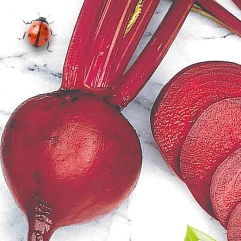 Rote Bete Detroit 2 Storuman Bio