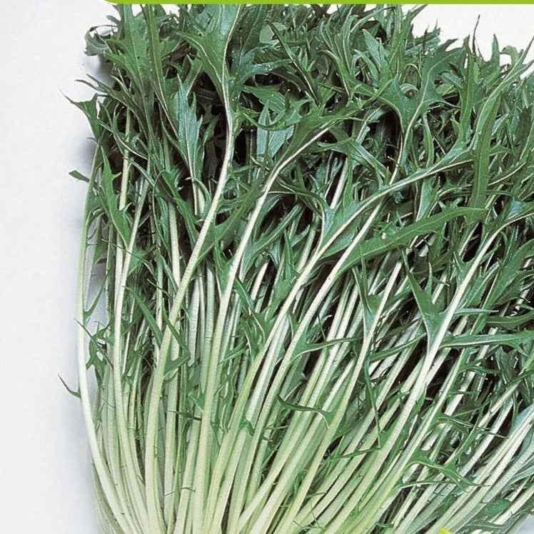 Japanischer Salatkohl Mizuna Bio