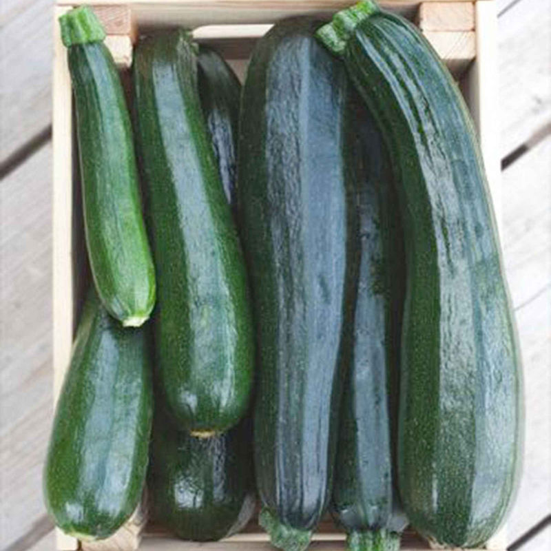 Zucchini 'Black Beauty'