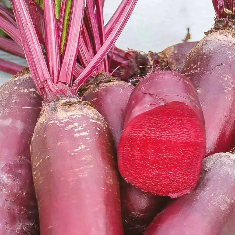 Rote Bete Cylindra Bio