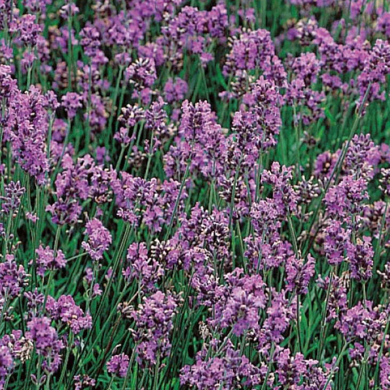 Lavendel Bio