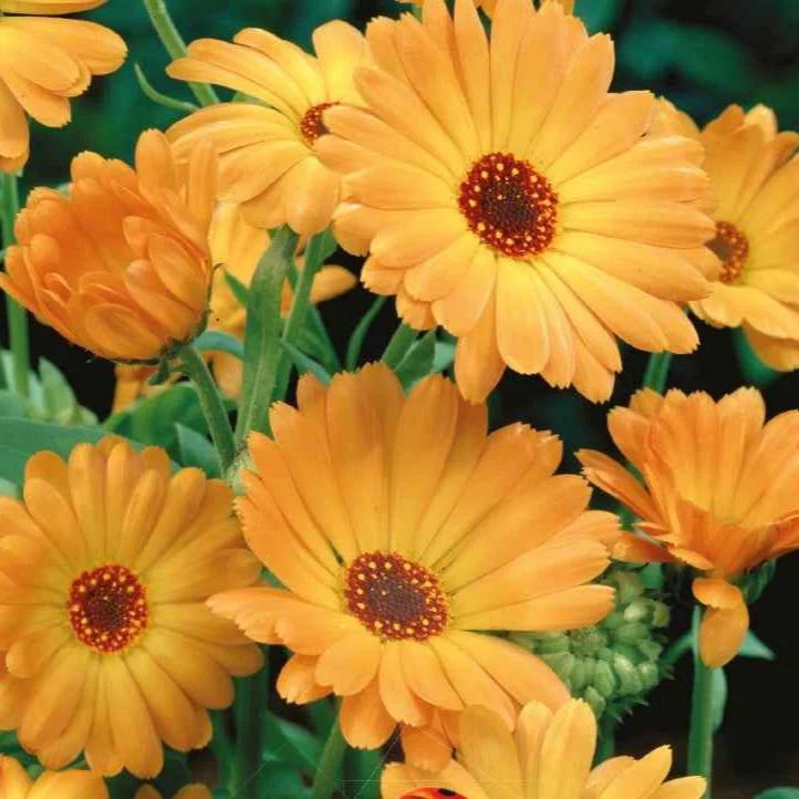 Ringelblume Grand Nova Bio