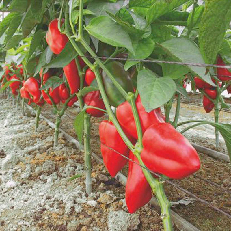 Paprika 'Piquillo'