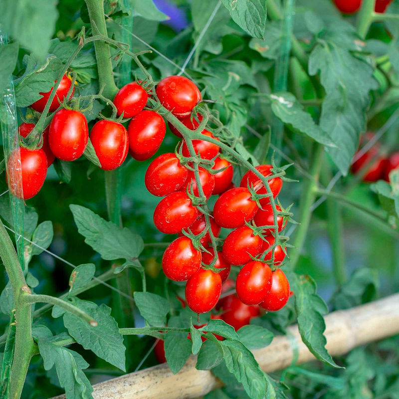 Kirschtomate 'Koralik'
