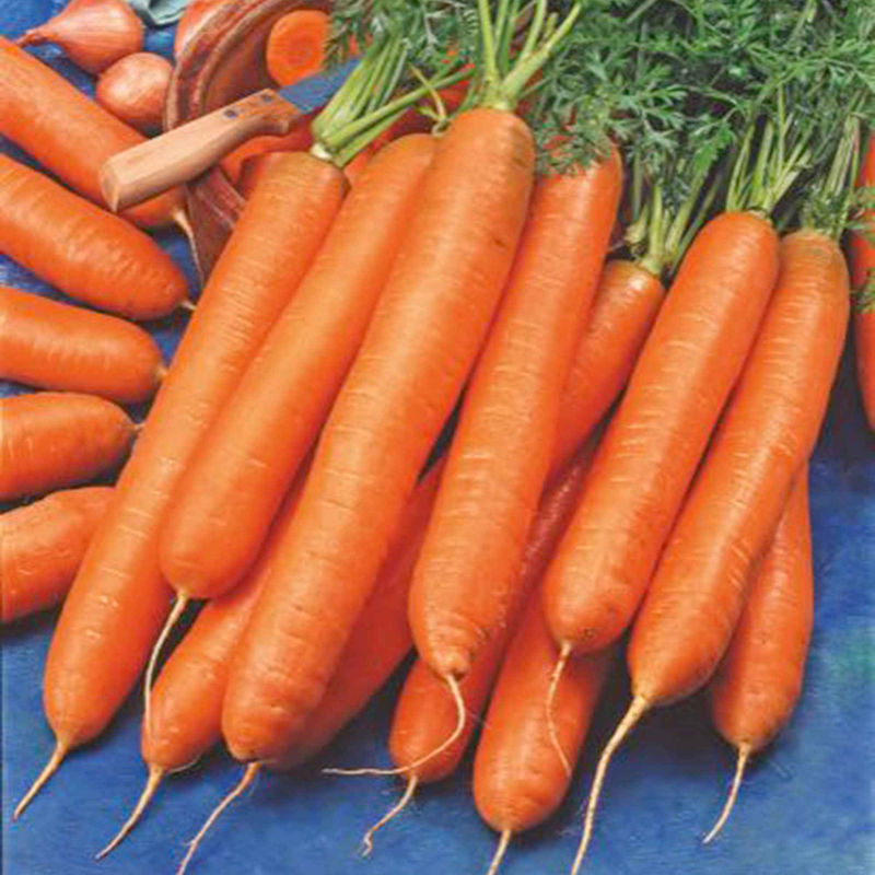 Möhre 'Berlikumer 2'