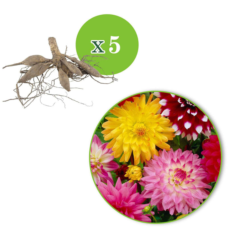 Dahlien Mischung Biologisch (x5)