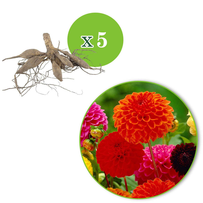 Dahlien 'Ball' Mischung Biologisch (x5)