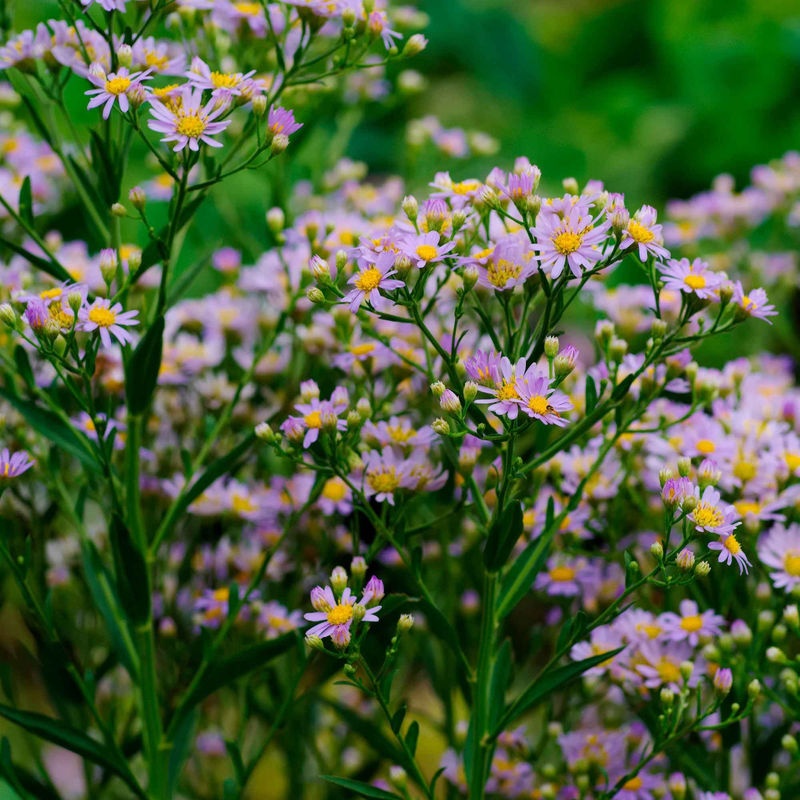 Wild-Aster 'Stardust' (x3)