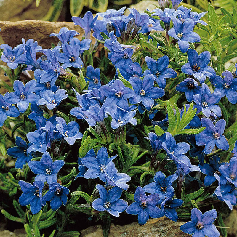 Steinsame 'Heavenley Blue'