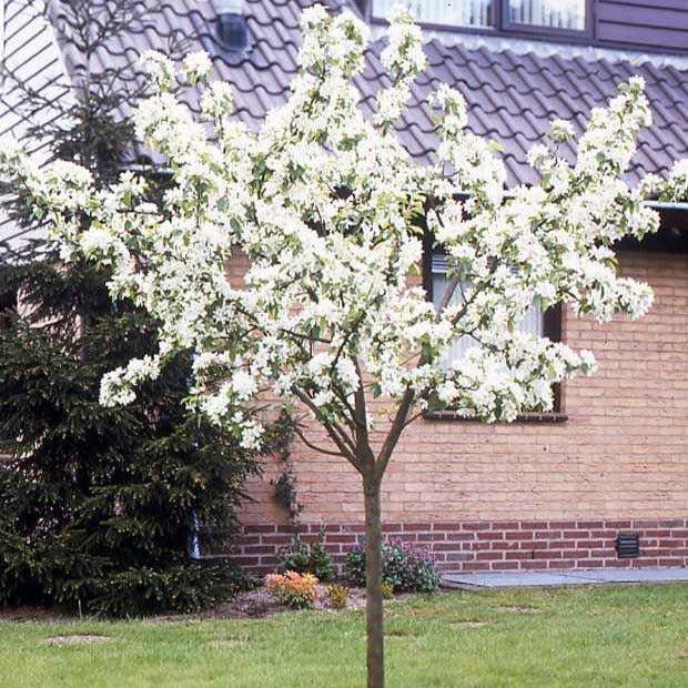 Birnbaum William's rot - Title:Der topf / 3L / Lieferhöhe 80-100cm