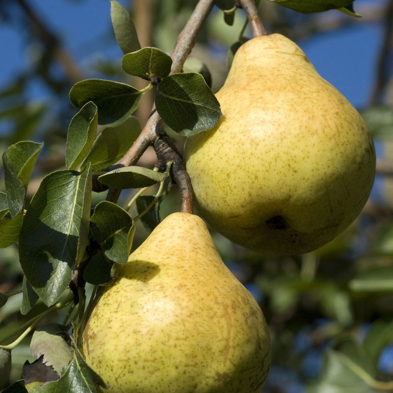 Birnenbaum 'Williams' - Title:Der topf / 3L / Lieferhöhe 80-100cm