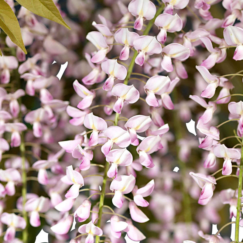Japanischer Blauregen 'Rosea'