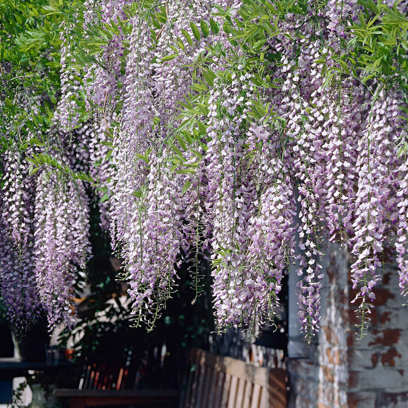 Blauregen 'Naga Noda'
