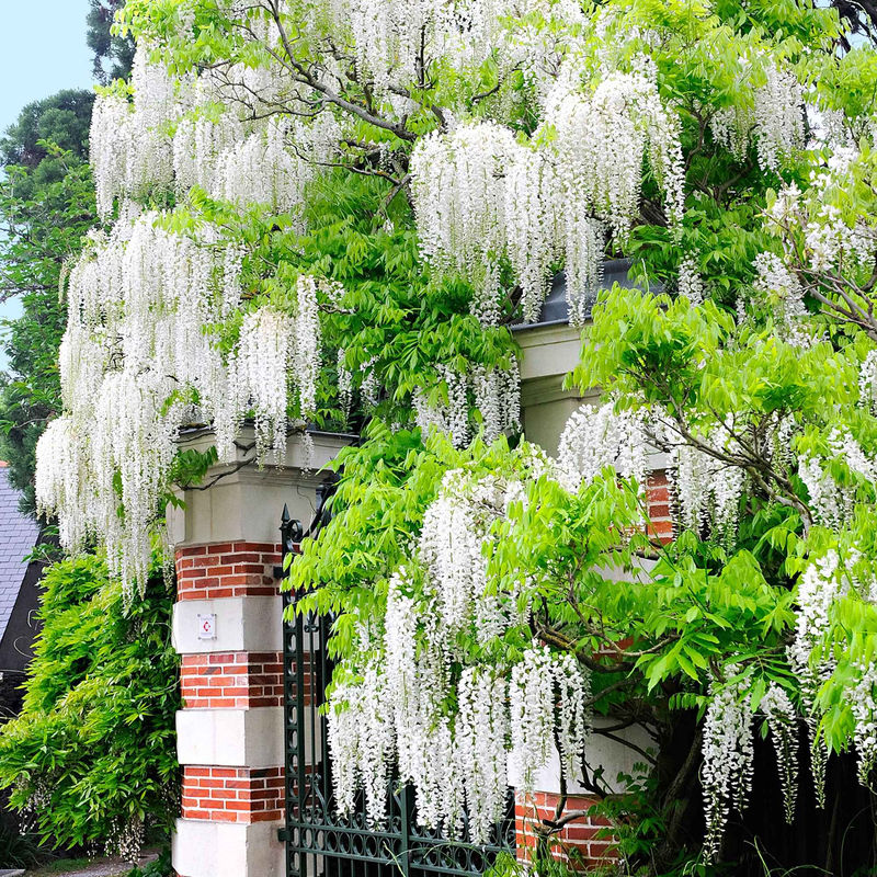 Japanischer Blauregen