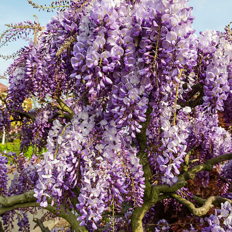 Chinesische Blauregen 'Prolific'
