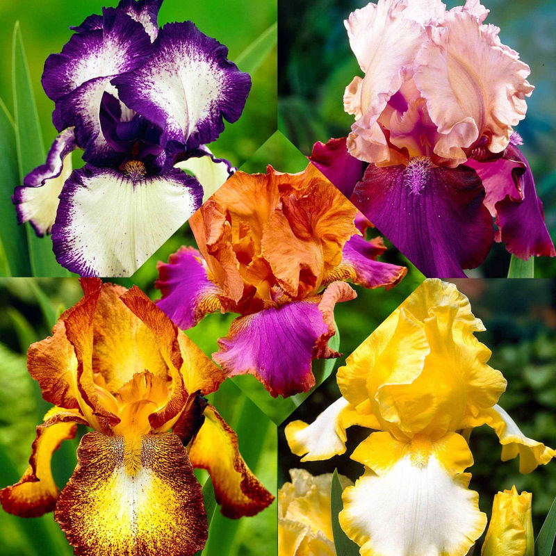 Schwertlilie Mischung 'Vibrant Beauty' (x5)