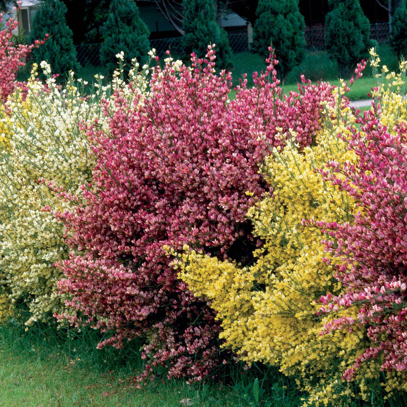 Farben Ginsterhecke weiß, rot und gelb (x3)