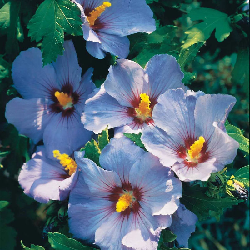 Hibiskus-Stämmchen blau