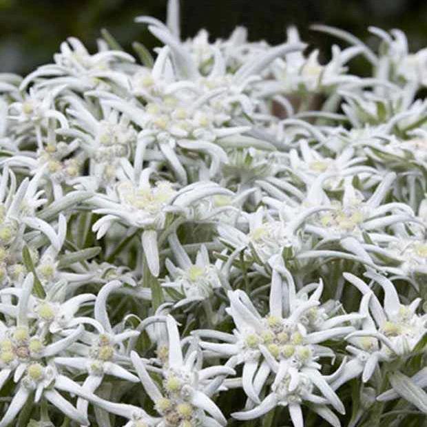 Edelweiß Blossom of Snow