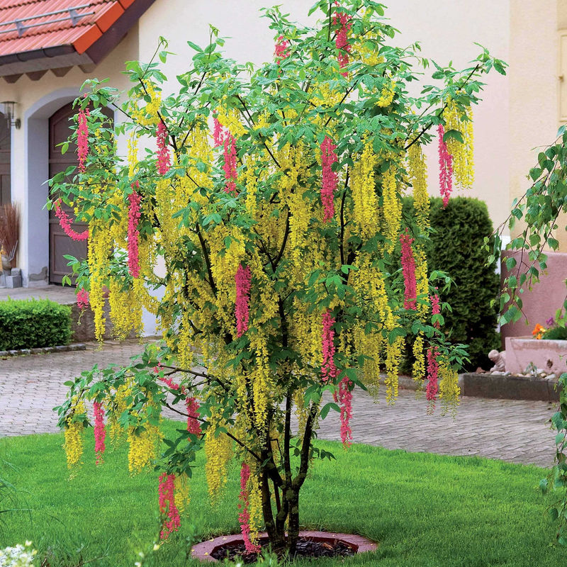 Zweifarbiger Goldregen - Title:Das stück in nackte wurzel / Lieferhöhe 100-120cm