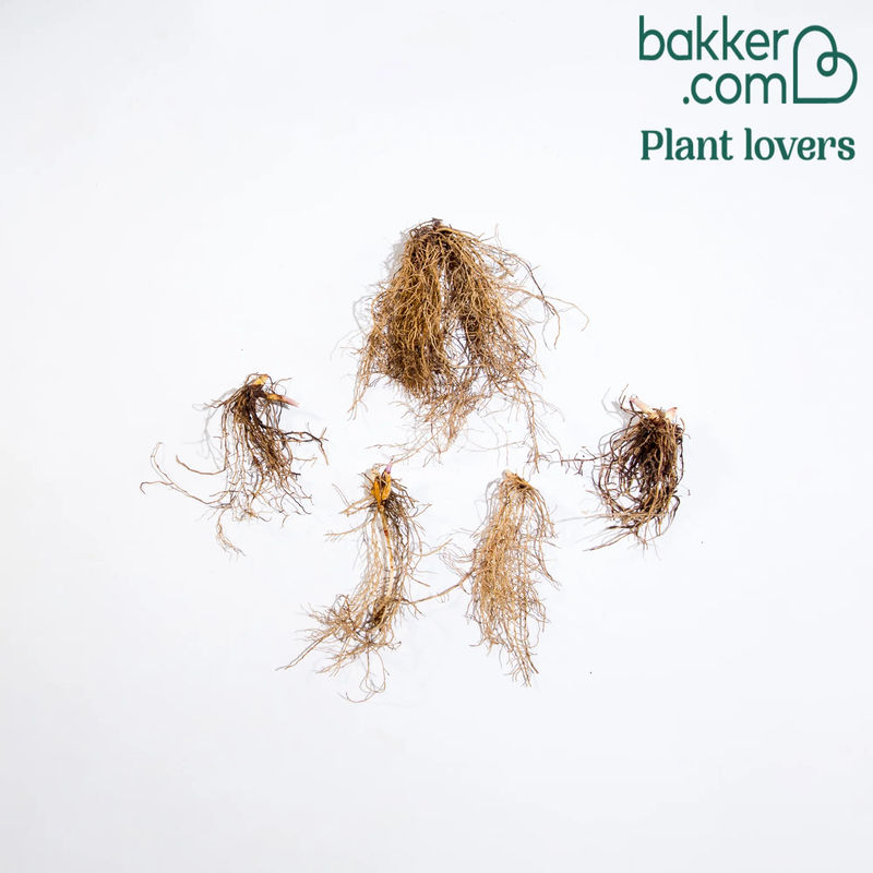 Maiglöckchen Géants Bordeaux (x5) - Title:Das paket von 5 garten rhizome