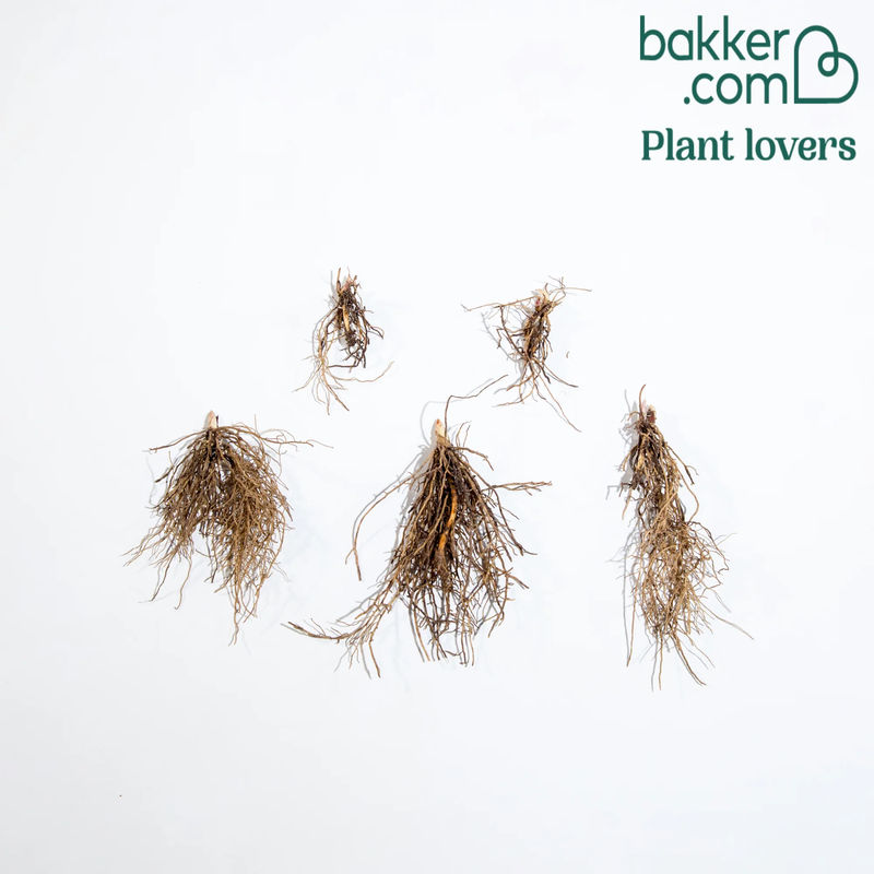 Maiglöckchen Géants Bordeaux (x5) - Title:Das paket von 5 garten krallen