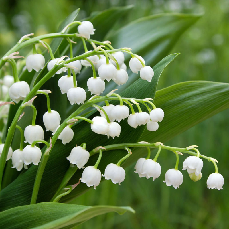 Maiglöckchen 'Majalis' - Title:Das paket von 15 garten rhizome