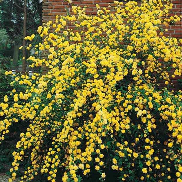 Gefüllter Ranunkelstrauch Pleniflora