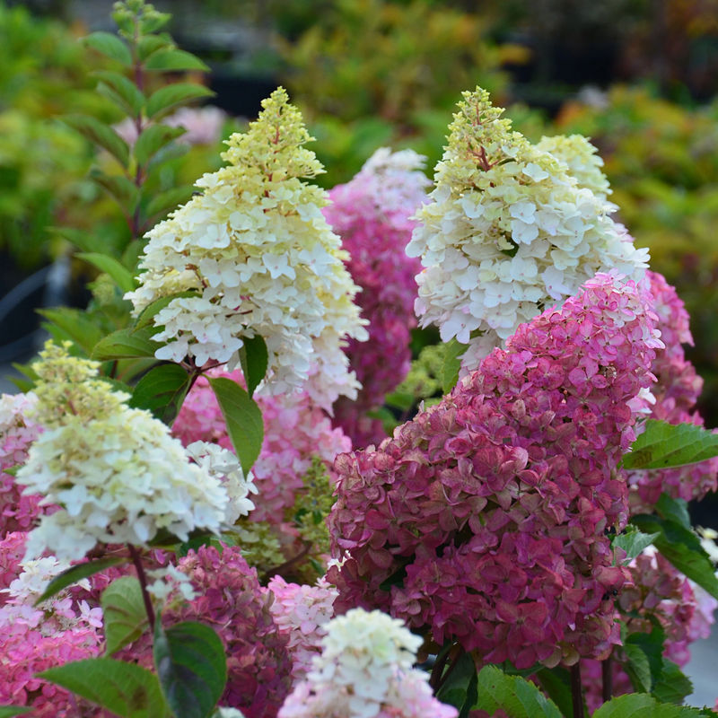 Rispenhortensie Fraise Melba® 'Renba' - Title:Der topf / 8cm