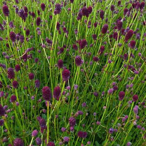 Pimpinelle officinale Tanna