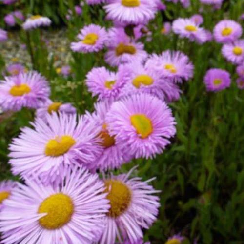 Erigerons Rosa Jewel Erigerons Pink Jewel (x3)